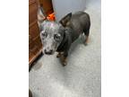 Adopt Grace a Cattle Dog / Mixed dog in Carrollton, KY (41474750)