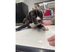Adopt Hopper a Labrador Retriever / Mixed dog in Arkadelphia, AR (41474749)