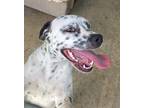 Adopt Spots a Dalmatian / Mixed Breed (Medium) / Mixed dog in Brownwood