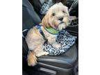 Adopt Lula a Lhasa Apso / Mixed dog in Ewing, NJ (41474805)