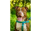 Adopt Barkley a American Staffordshire Terrier / Mixed dog in Ewing