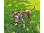 Adopt Barkley a American Staffordshire Terrier / Mixed dog in Ewing