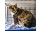 Adopt Savannah a Domestic Shorthair / Mixed (short coat) cat in Ewing