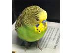 Adopt Upper Ferry Stray Bird 051524 a Budgie bird in Ewing, NJ (41474799)