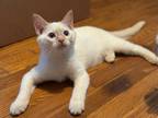 Adopt Jupiter a Siamese / Mixed (short coat) cat in Fayetteville, TN (41474738)