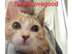 Adopt Luna Lovegood (Wh Feral 1) a Domestic Shorthair / Mixed (short coat) cat