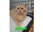 Adopt Willow a Domestic Shorthair / Mixed (short coat) cat in Rome