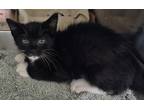 Adopt Figero a Domestic Mediumhair / Mixed (short coat) cat in Rockport