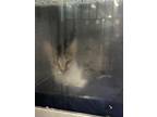 Adopt Betty Boop a Domestic Mediumhair / Mixed (short coat) cat in Rockport