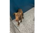 Adopt Laney a Mixed Breed (Medium) / Mixed dog in WILSON, NC (41474731)