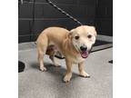 Adopt JACK a Corgi / Mixed Breed (Medium) / Mixed dog in Fremont, OH (41474729)