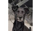 Adopt DIESEL a Labrador Retriever / Mixed Breed (Medium) / Mixed dog in Fremont