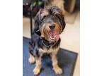 Adopt Harrison a Australian Shepherd / Poodle (Standard) / Mixed dog in Fort