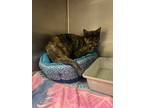 Adopt Helen a Domestic Shorthair / Mixed (short coat) cat in Fort Riley