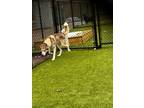 Adopt Bones a Siberian Husky / Mixed dog in Fort Riley, KS (41474717)