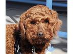 Adopt Ollie a Poodle (Miniature) / Mixed dog in San Ramon, CA (41474636)