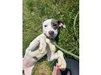 Adopt Bianca a American Pit Bull Terrier / Mixed dog in Defiance, OH (41474825)