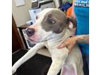 Adopt Bianca a American Pit Bull Terrier / Mixed dog in Defiance, OH (41474825)