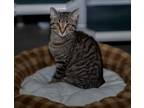 Adopt Waylon a Domestic Shorthair / Mixed (short coat) cat in Defiance