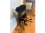 Adopt Tracy a Shepherd (Unknown Type) / Australian Cattle Dog / Mixed dog in