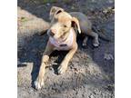 Adopt Nova a Gray/Blue/Silver/Salt & Pepper Pit Bull Terrier / Mixed dog in