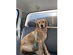 Adopt Luna a Golden Retriever / Mixed dog in Rock Springs, WY (41474766)