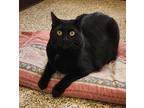 Adopt Ebony a Domestic Shorthair / Mixed (short coat) cat in Fremont