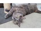 Adopt Meep17FS a Domestic Shorthair / Mixed (short coat) cat in Youngsville