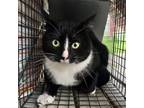 Adopt T Cat 24-0507 a Domestic Shorthair / Mixed (short coat) cat in Heber