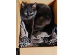 Adopt Amari a All Black American Shorthair / Mixed (short coat) cat in Gilroy