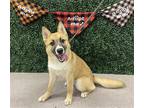 Adopt GOUDA a Tan/Yellow/Fawn German Shepherd Dog / Siberian Husky / Mixed dog