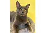 Adopt Ricky Bobby a Domestic Shorthair / Mixed (short coat) cat in Corpus