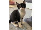 Adopt Smartie a Domestic Shorthair / Mixed (short coat) cat in Corpus Christi