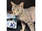 Adopt Moo Moo a Domestic Shorthair / Mixed (short coat) cat in Corpus Christi