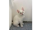Adopt Spruce a Domestic Shorthair / Mixed (short coat) cat in Corpus Christi