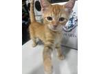 Adopt Cedar a Domestic Shorthair / Mixed (short coat) cat in Corpus Christi