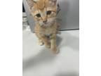 Adopt Elm a Domestic Shorthair / Mixed (short coat) cat in Corpus Christi