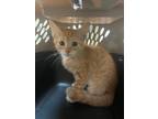 Adopt Ayla a Domestic Shorthair / Mixed (short coat) cat in Corpus Christi