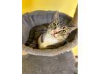 Adopt Dyno a Domestic Shorthair / Mixed (short coat) cat in Corpus Christi