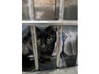 Adopt Zilla a Domestic Shorthair / Mixed (short coat) cat in Glenfield