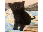 Adopt Tango a Domestic Longhair / Mixed (short coat) cat in Glenfield
