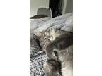 Adopt Romeo a White (Mostly) Domestic Longhair / Mixed (medium coat) cat in