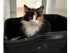 Adopt Volturi a Domestic Longhair / Mixed (short coat) cat in Monroe