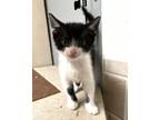 Adopt Figaro a Black & White or Tuxedo Domestic Shorthair (short coat) cat in