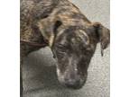 Adopt Aquarius a Catahoula Leopard Dog / Mixed dog in Escondido, CA (41473174)