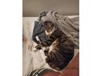 Adopt Charlie a Tiger Striped American Wirehair / Mixed (short coat) cat in