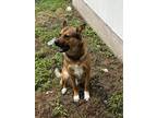 Adopt Bojji a Brown/Chocolate German Shepherd Dog / Australian Shepherd / Mixed