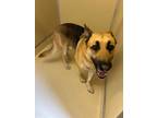 Adopt Freddy a German Shepherd Dog / Mixed dog in Elbow Lake, MN (41474699)