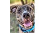 Adopt Bernard a American Pit Bull Terrier / Mixed dog in Chico, CA (41474695)