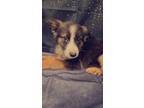 Adopt Cain a Australian Shepherd / Mixed Breed (Medium) / Mixed dog in